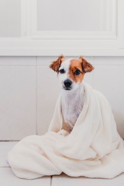 Leuke mooie kleine hond nat in badkuip. jonge vrouweneigenaar die haar hond thuis droog krijgt Premium Foto