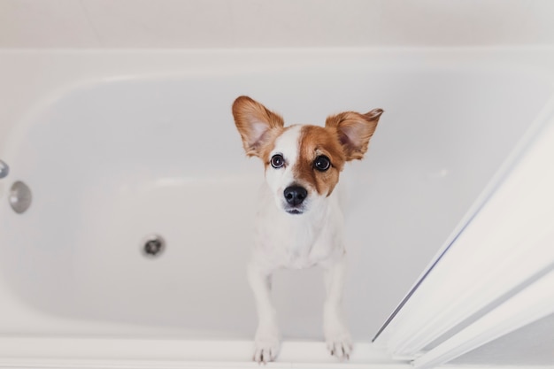 Leuke mooie kleine hond nat in badkuip. jonge vrouweneigenaar die haar hond thuis schoon krijgen Premium Foto