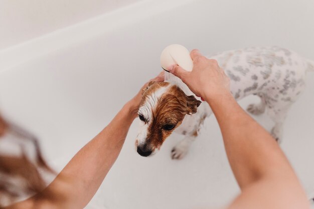 Leuke mooie kleine hond nat in badkuip. jonge vrouweneigenaar die haar hond thuis schoon krijgen Premium Foto