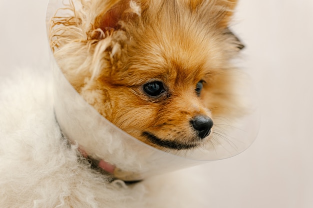 Leuke pommeren in een medische kraag die de camera bekijkt. zieke hond | Premium Foto