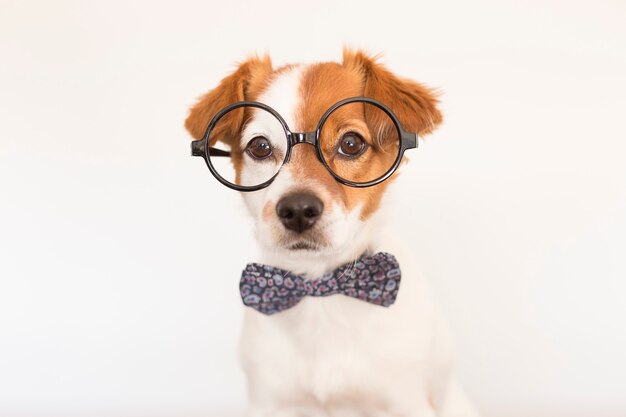 Leuke slimme hond met bowtie en glazen. | Premium Foto
