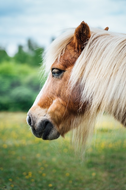 wekelijks retort Versnellen Mooie close-up shot van het hoofd van een bruine pony met blond haar |  Gratis Foto