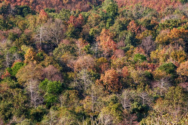 Mooie kleuren van het bos in het droge seizoen. Premium Foto