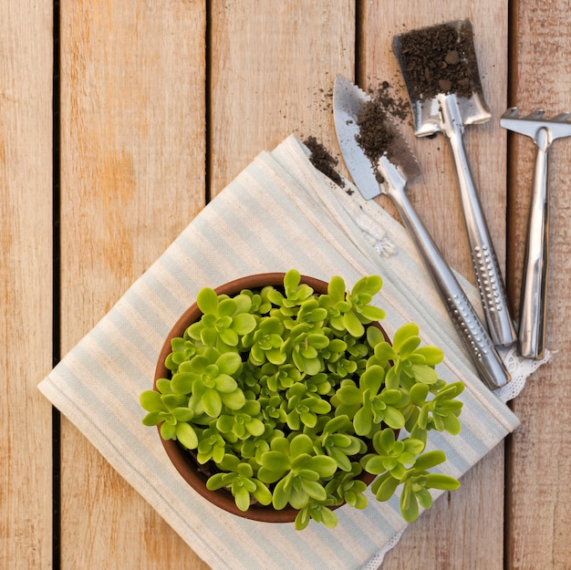 Mooie plant in pot op houten tafel Gratis Foto