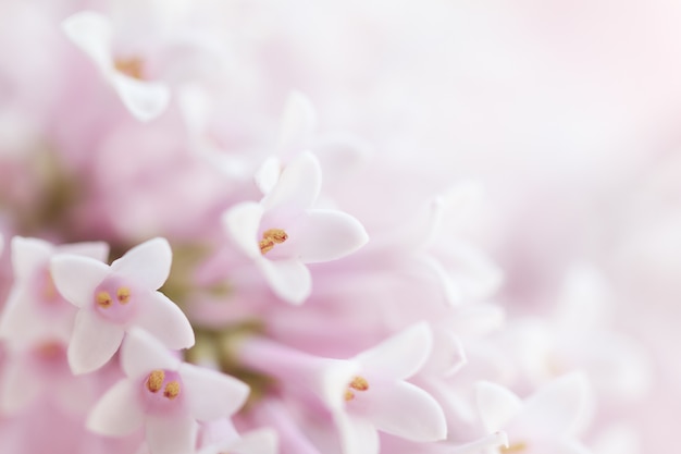 Mooie zachte zachte delicate bloemachtergrond met kleine roze bloemen. horizontaal. copy space. Gratis Foto