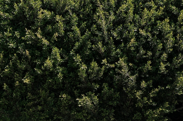 Natuurlijke vegetatie textuur Gratis Foto