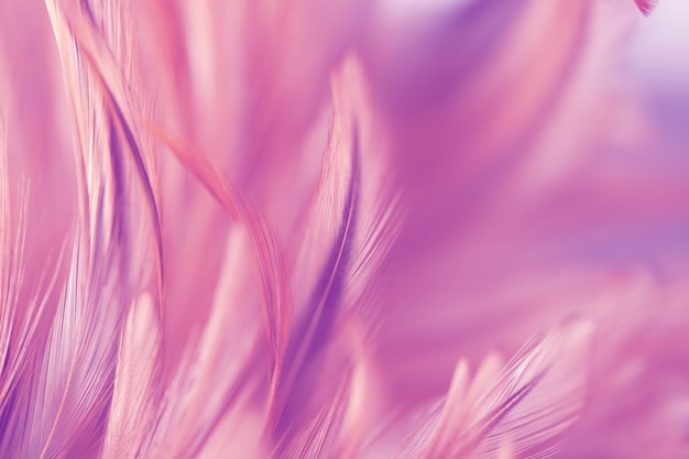 Onduidelijk beeldstyl en zachte kleur van de textuur van de kippenveer voor achtergrond, kleurrijk samenvatting Premium Foto