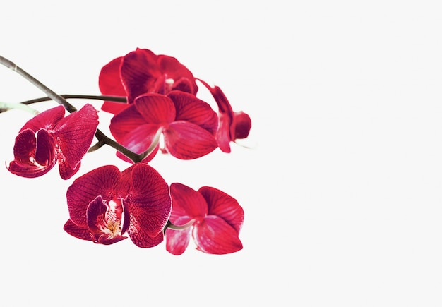 Orchideebloemen op wit worden geïsoleerd dat Premium Foto