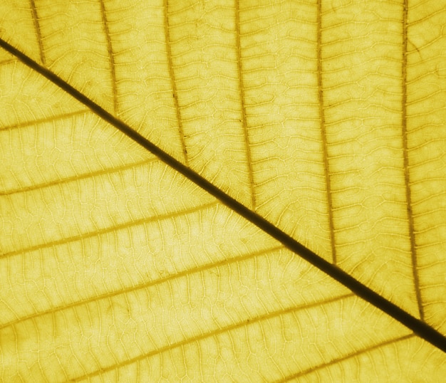 Perfecte bladgoudenpatronen - close-up Premium Foto
