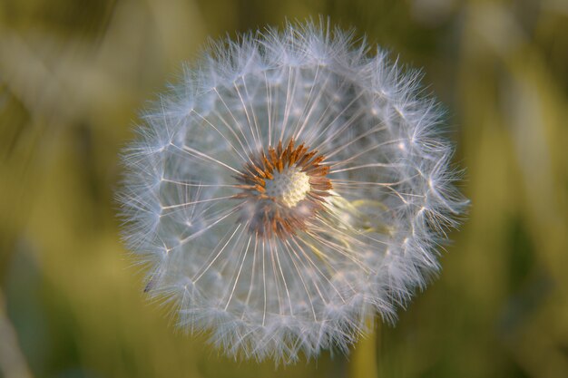 Pluizige witte paardebloem met gevallen zaden op een knop Premium Foto