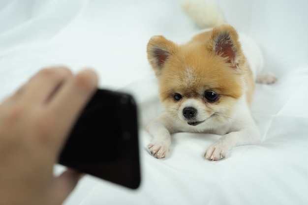 Pomeranian-hond het letten op smartphone op het bed Premium Foto