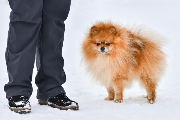 Pomeranian Spitz Hond In De Sneeuw Premium Foto