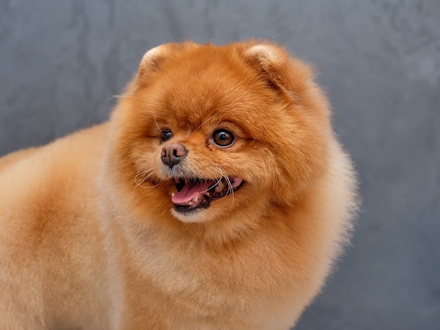 Pomeranian Spitz Portret Close Up Mooi Kapsel Van De Spitskop Door De Meester Van Dierenverzorging Premium Foto