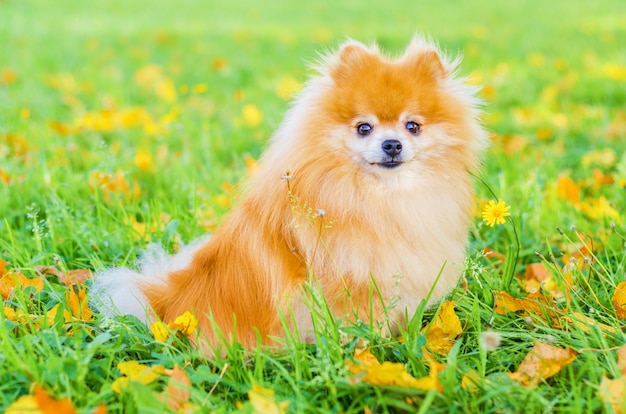 Portret Gember Pomeranian Spitz Hond Buiten In De Herfst Premium Foto