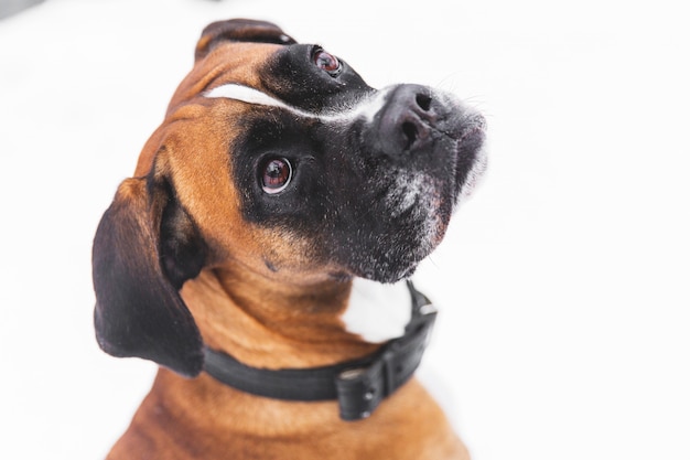 Portret van bruine pedigreedhond op de sneeuw. bokser. Premium Foto
