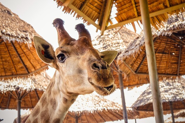 Portret Van Een Rare Grappige Gezicht Giraffe Premium Foto