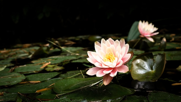Prachtige lotusbloemen op meer Gratis Foto
