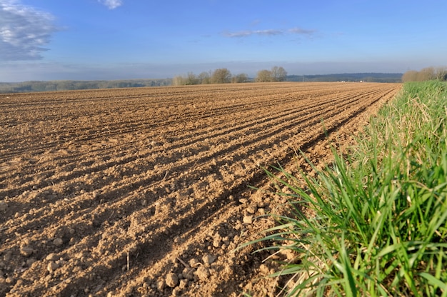 Rijen in een veld Premium Foto