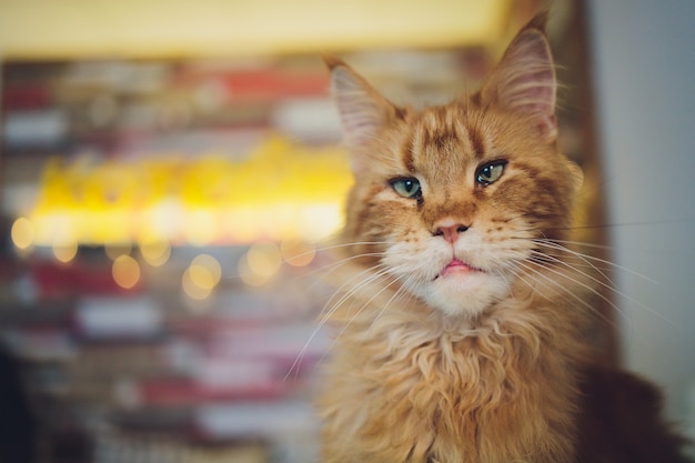 West Bediende Overlappen Rode gestreepte kat maine coon kitten. oranje kleine kat kattenhuis  opleggen. | Premium Foto