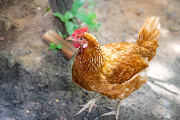 Rode hybride kip in de achtertuin | Premium Foto