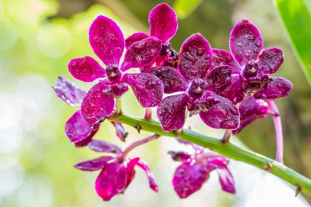Rode orchidee, rhynchostylis gigantea. Premium Foto