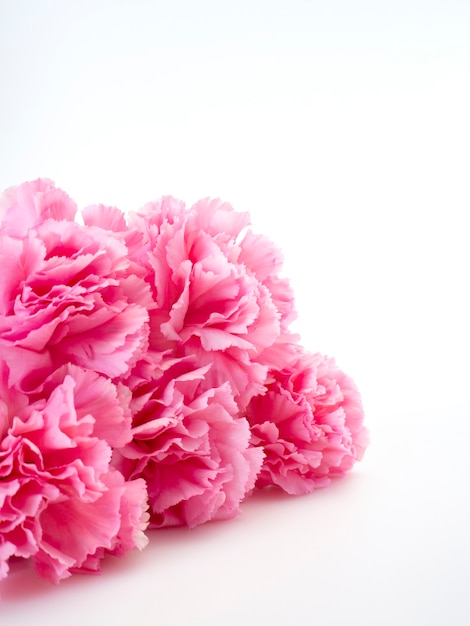 Roze anjersbloem voor moederdag Premium Foto