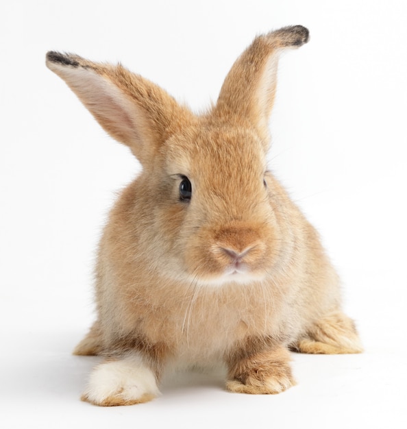 sap waterval Efficiënt Schattige kleine konijn, bruin bont zittend op wit. pasen | Premium Foto