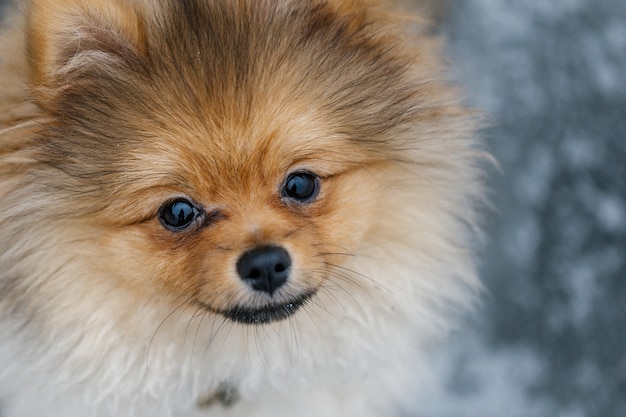 Schattige Rode Pomeranian Spitz Kijken Naar De Camera Op Een Grijze Achtergrond Premium Foto