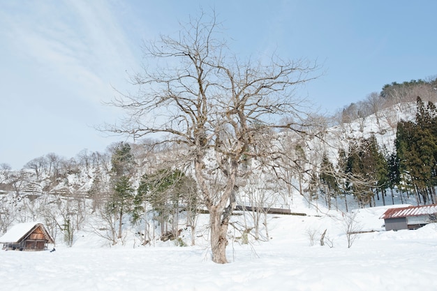 Shirakawago, historisch winterdorp in japan. Premium Foto