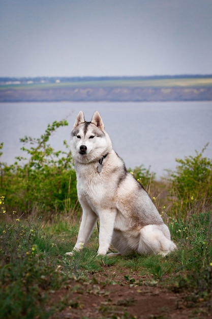 Siberische Husky Hond Heldergroene Bomen En Gras Zijn Op De Achtergrond Husky Zit Op Het Gras Portret Van Een Siberische Husky Close Up Hond In De Natuur Loop Met Een Husky Hond