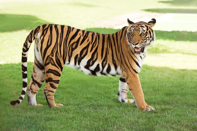 Siberische tijger Premium Foto