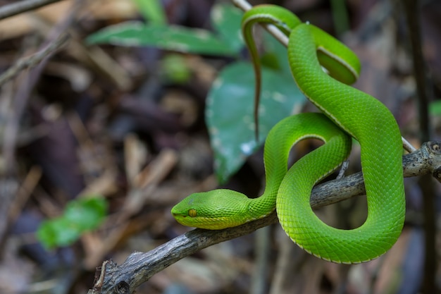 twist Carrière Bij Sluit omhoog geel-lipped groene pit viper-slang | Premium Foto