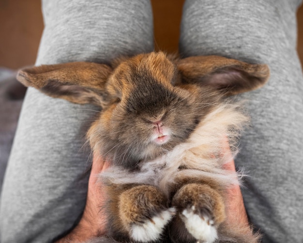 Sluit omhoog het konijn van de eigenaarholding op benen | Gratis Foto