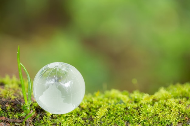 Sluit omhoog van glasbol in het bos. Gratis Foto