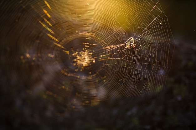 Spin op een web in de zon, in het bos Premium Foto