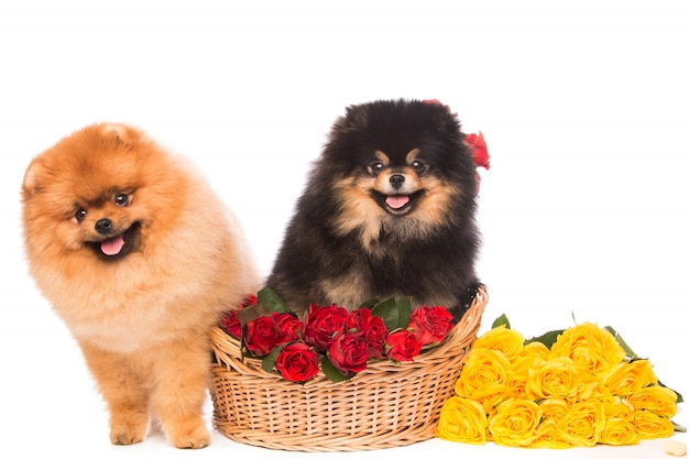 Spitz Honden In De Mand Met Bloemen Premium Foto