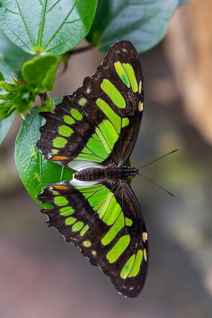 Groenten Aanvrager Microcomputer Stelene vlinder met zwarte en groene vleugels zittend op een leafe | Gratis  Foto