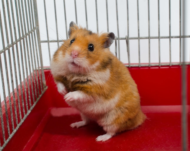 Syrische hamsterzitting in een kooi Premium Foto