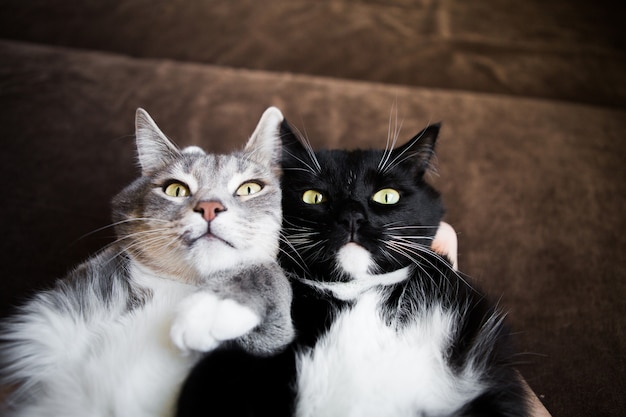 Twee katten samen grijs zwart en | Premium Foto