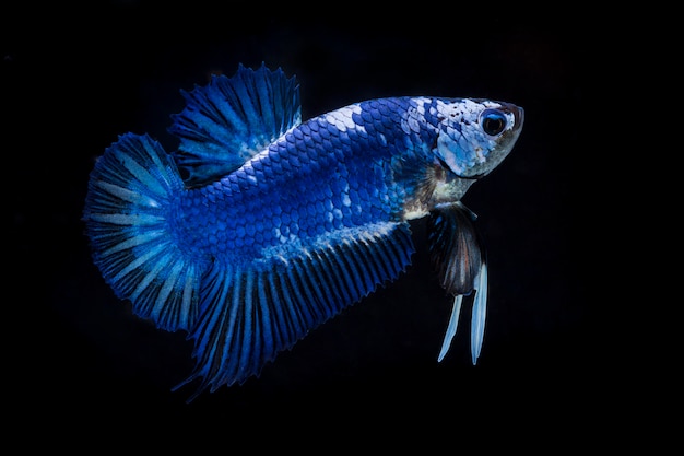 Vechtende vis (betta splendens) Premium Foto