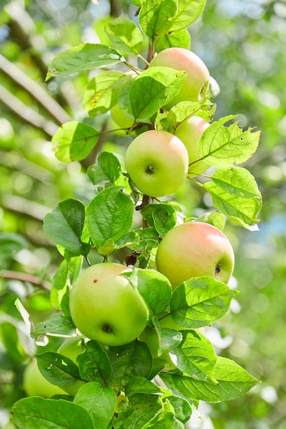Verse, natuurlijke, biologische, sappige appels. appels op een tak op een boom. appelboomgaard. milieuvriendelijk product Premium Foto