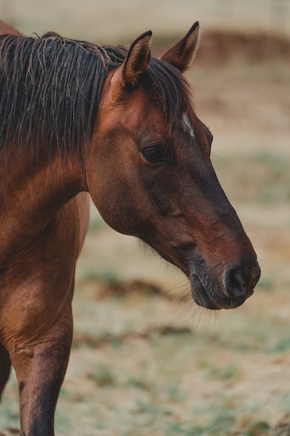 schot van een mooi bruin paard boerderij | Gratis Foto