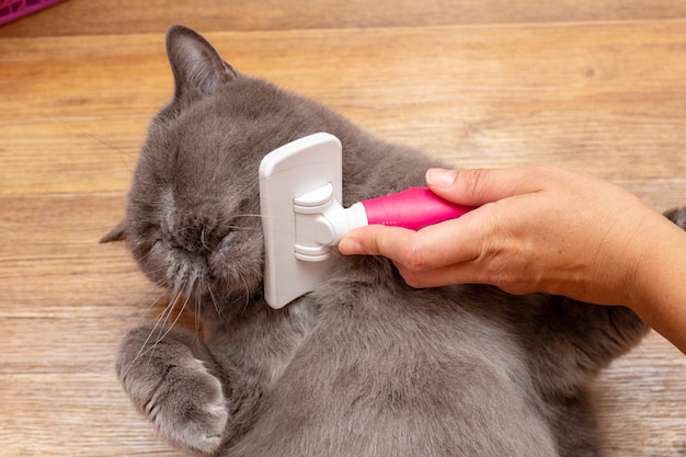 Verzorgen borstelen grijze mooie schattige kat met een speciale borstel | Premium Foto