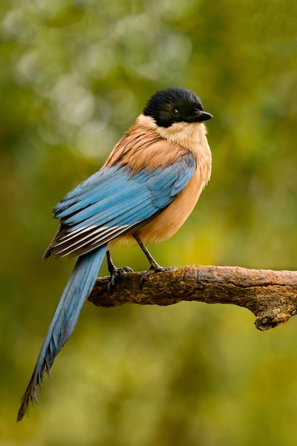 kwaadaardig G Te Vogel met zwarte kop en blauwe staart op een tak | Premium Foto