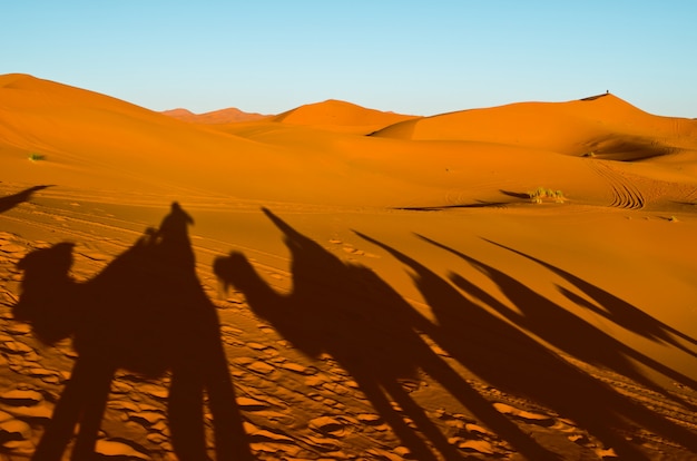 Weergave van caravan reizen en kamelen schaduwen op het zand-duin in de sahara woestijn Premium Foto
