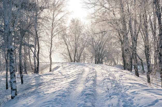Winterlandschap van bomen, witte stadspark. | Premium Foto