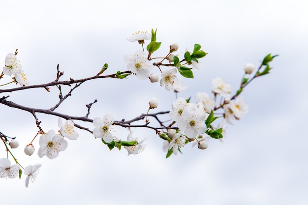 Witte bloemen van kers in een zonlicht in het voorjaar Premium Foto