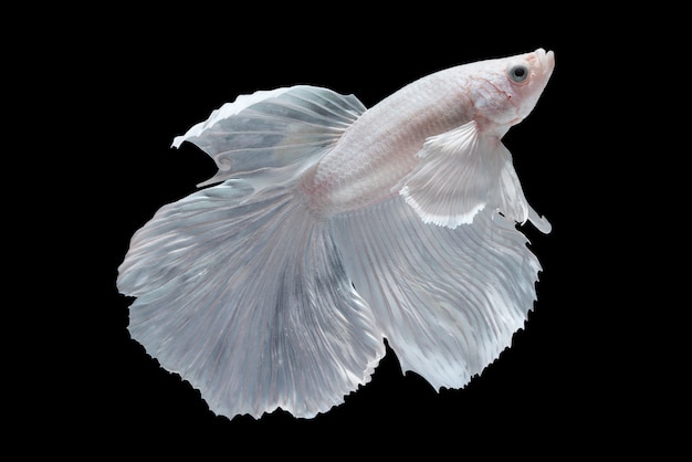 witte halfmoon betta vis_1357 199