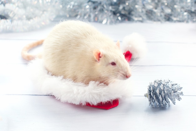 Witte rat kijkt uit een kerstmuts, Premium Foto