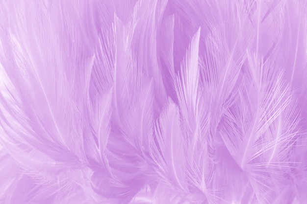 Zachte paarse kleur veren achtergrond. | Premium Foto